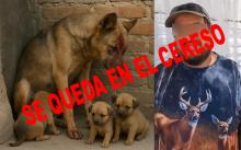 El que atacó a la perrita Loba fue vinculado a proceso y el Juez mantuvo la Prisión Preventiva Justificada