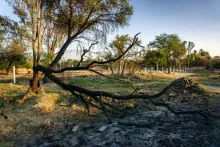 70% de La Pona está cubierta de escombro y todos los árboles tienen daño por incendios: Colectivos