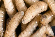 Gusano barrenador aún no llega a Aguascalientes; agroempresarios están alerta