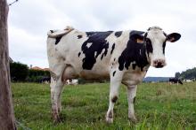 Vaca 
