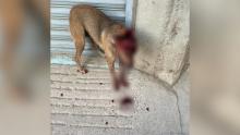 Maltrato animal 