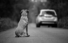 Perrito abandonado