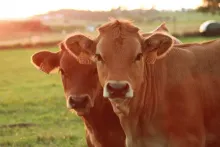 GANADO