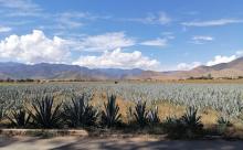 Oaxaca