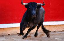 Ganaderos mexicanos prevén extinción del toro de lidia en dos años por "corridas sin sangre"