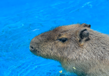 Capibaras 
