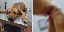 Justicia para Zeus