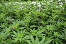 Marihuana 