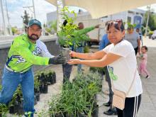 Plantas 
