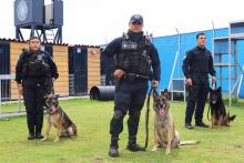 K9