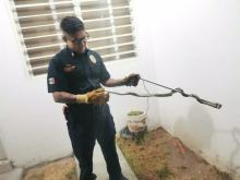 Serpiente 