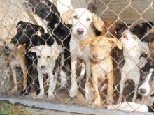 ANIMALES RESCATADOS