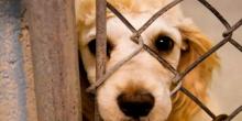 protección animal
