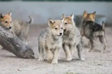 ANIMALES EXÓTICOS