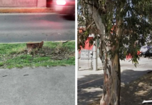 Talan árboles de 35 años de antiguedad en Av. Aguascalientes Sur 