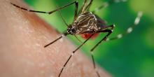 Mosquito vector 