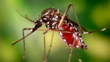 Mosquito de chikungunya