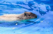 Capibara 