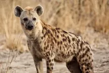 ANIMALES SILVESTRES 