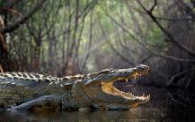 Sheinbaum exigirá que los mexicanos detenidos en "Alligator Alcatraz" sean devueltos de inmediato
