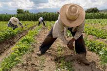 "Los explotan mucho": ICE intensificará acciones contra empresas que contraten a migrantes ilegales 