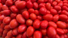 Jitomate