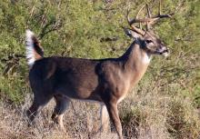 Venado de cola blanca 
