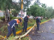 Protección Civil del Municipio de Aguascalientes atiende árbol caído tras lluvias