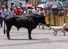 "Nube", perrita asesinada por toro en Encierro SanMarqueño