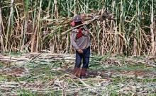 Trabajadores de Oaxaca