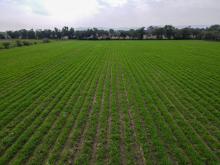 Campo 