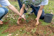 plantar un árbol 