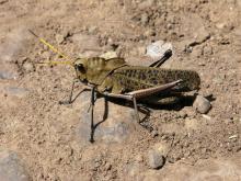 Plaga de chapulín llega a Aguascalientes; Rincón y Pabellón los municipios afectados