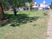 Investigan posible tala de árboles tras desmalezado en Villa Teresa