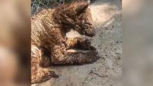 Rescatan a la osa "Mina" de zoológico de Nuevo León
