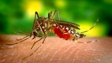 En 99% han disminuido casos de dengue desde 2024 en Aguascalientes: ISSEA