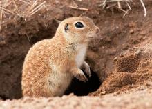 Semarnat solicita cambiar sede del Grito de Independencia en Ciudad Juárez por protección a especie nativa