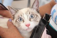 Gato 