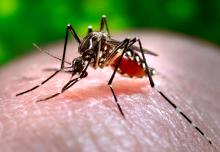 Mosquito del dengue 