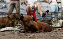 Maltrato animal 