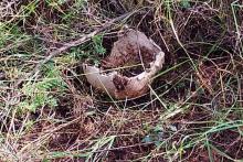 Hallazgo de cráneo por madres buscadoras en Asientos 