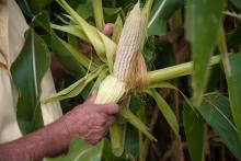 Debería contemplarse a campesinos de Aguascalientes en acuerdo para precio del maíz: Economistas 