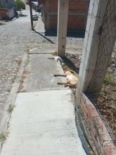 Envenenamiento en San Tadeo