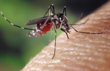 En un año, dengue en Aguascalientes disminuyó 98%; pasó de 3 mil a 61 contagios