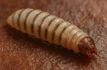 El gusano barrenador del ganado se extiende a fauna silvestre y mascotas en México