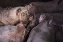 Detectan caso de gripe porcina A (H1N1) 