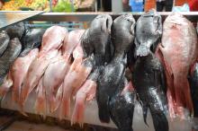 Temporada de cuaresma 