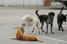 Perros en situación de calle 