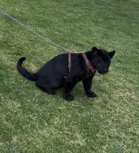 Pantera escapa de predio perticular en Aguascalientes 