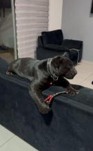 Se fuga pantera en Aguascalientes 